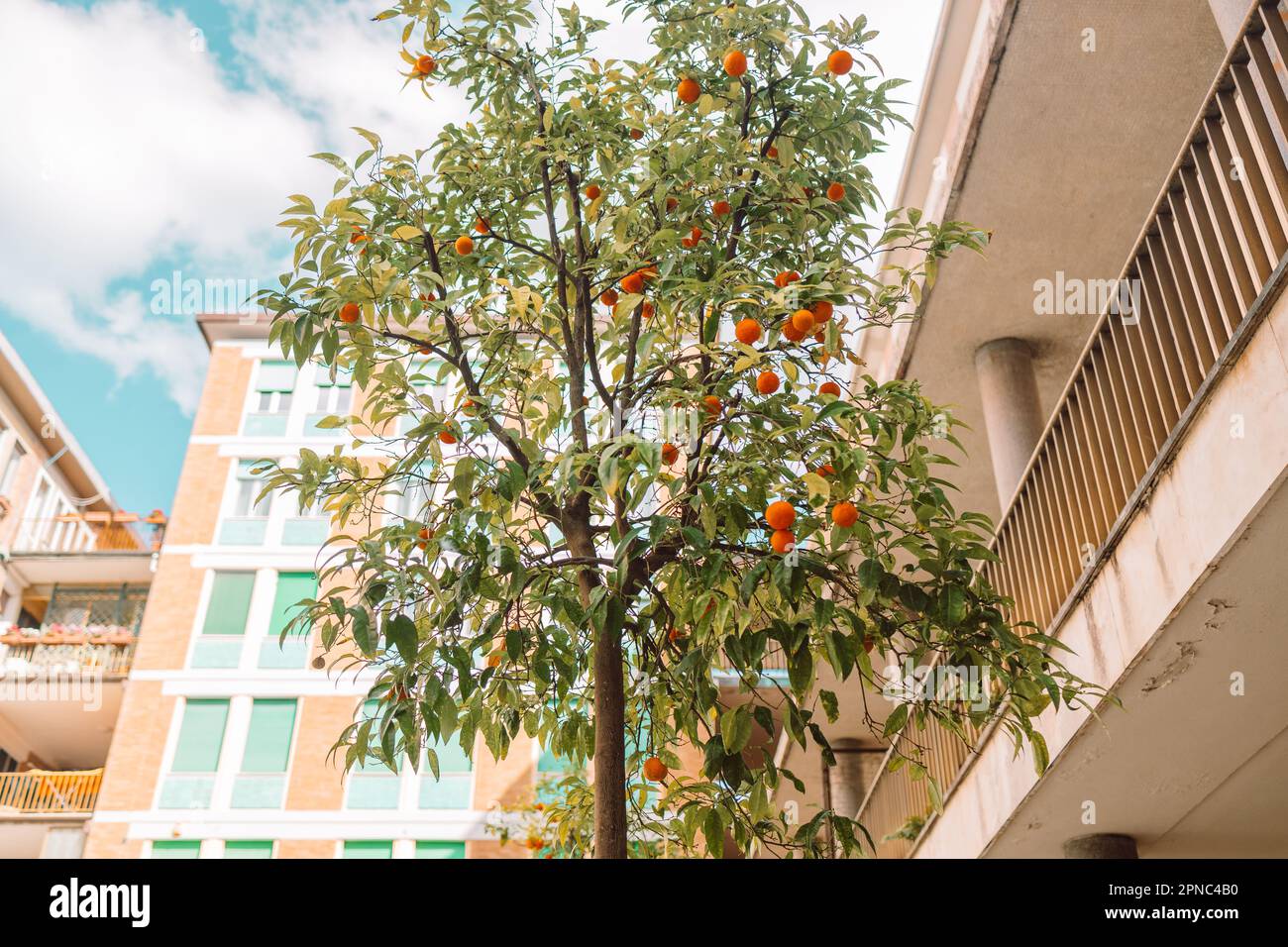 Aranciato nel centro storico di Pisa. Accogliente strada vecchia d'Italia. Le arance crescono su un albero all'esterno. Foto di alta qualità Foto Stock