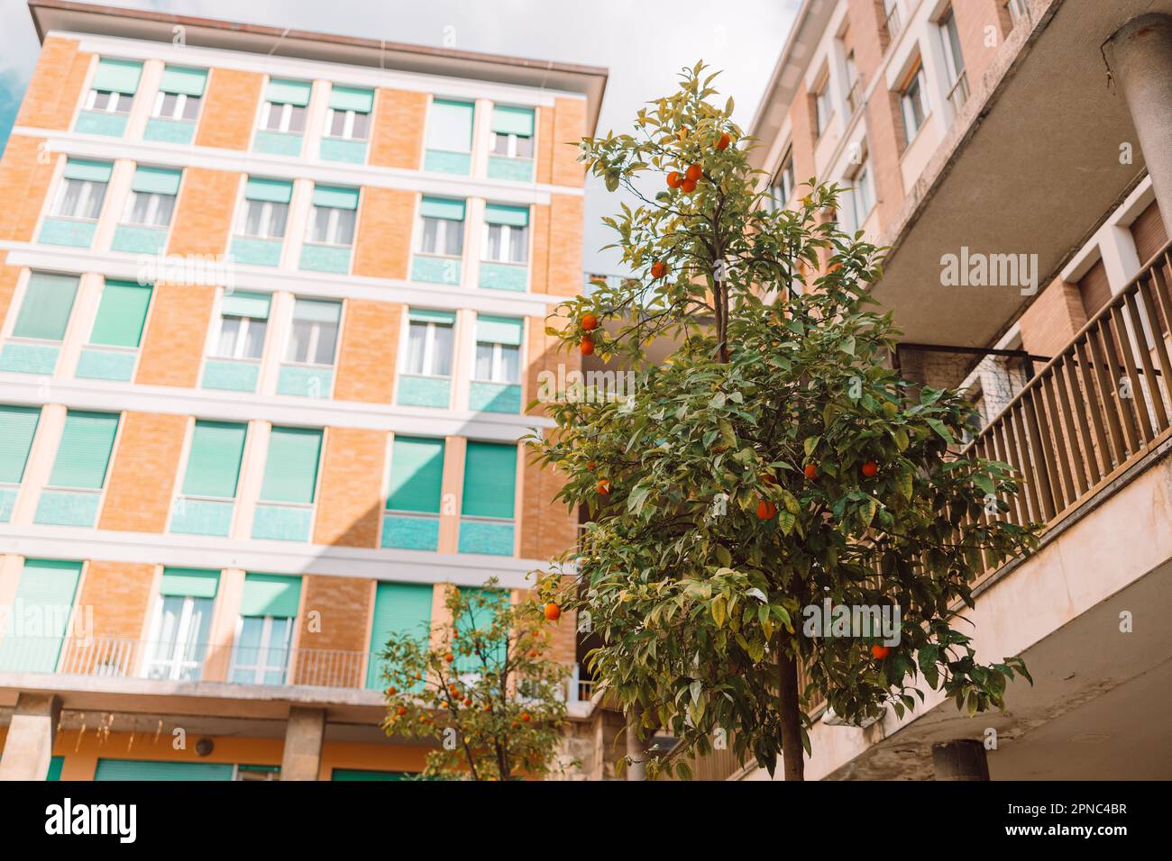 Aranciato nel centro storico di Pisa. Accogliente strada vecchia d'Italia. Le arance crescono su un albero all'esterno. Foto di alta qualità Foto Stock