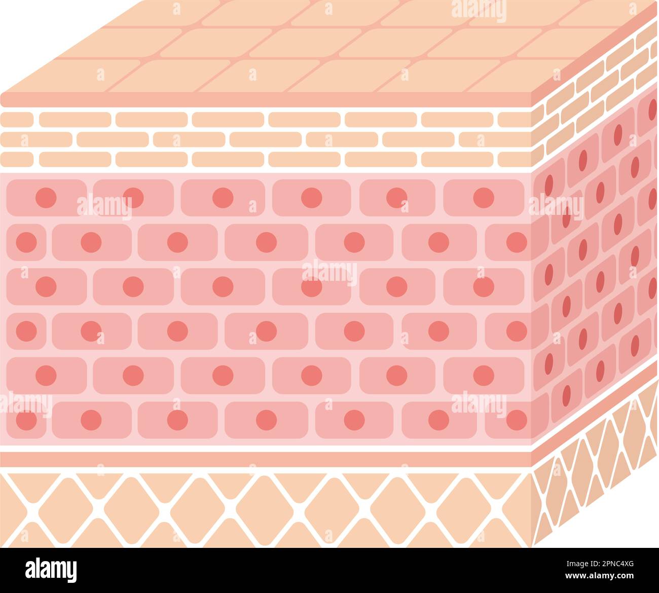 Strato di illustrazione della pelle umana Illustrazione Vettoriale