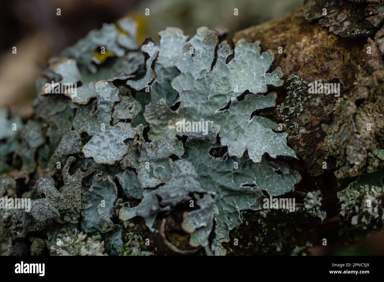 Foto dettagliata di lichen Lobaria Scrobiculata. Ramo di albero secco con lichene verde in primo piano nella foresta. Foto Stock