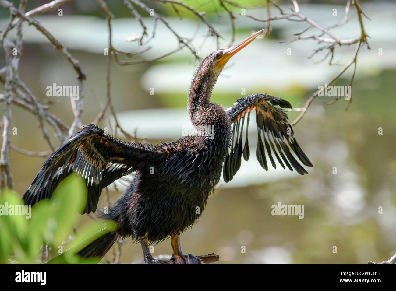 Anhinga asciugandosi dopo una nuotata Foto Stock