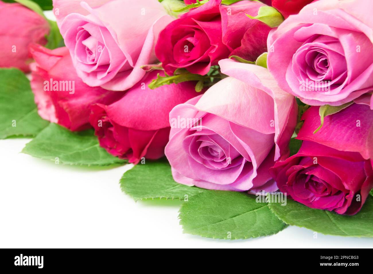Bouquet di rose rosse e rosa su fondo bianco Foto Stock