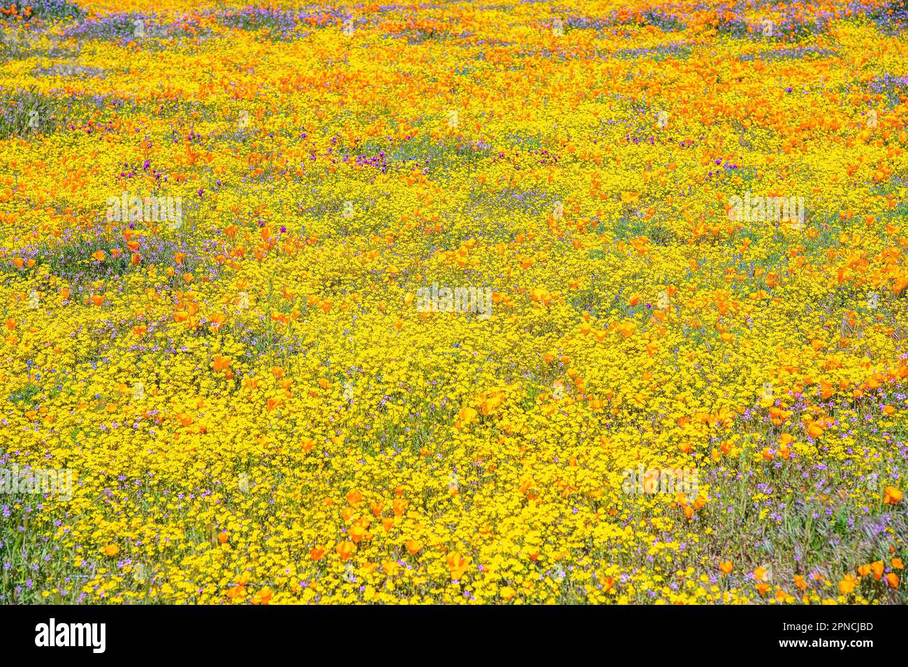 14 aprile 2023, Lancaster, CA, USA: Fiori selvatici fioriscono sul lato della strada a Lancaster, CA. Foto Stock