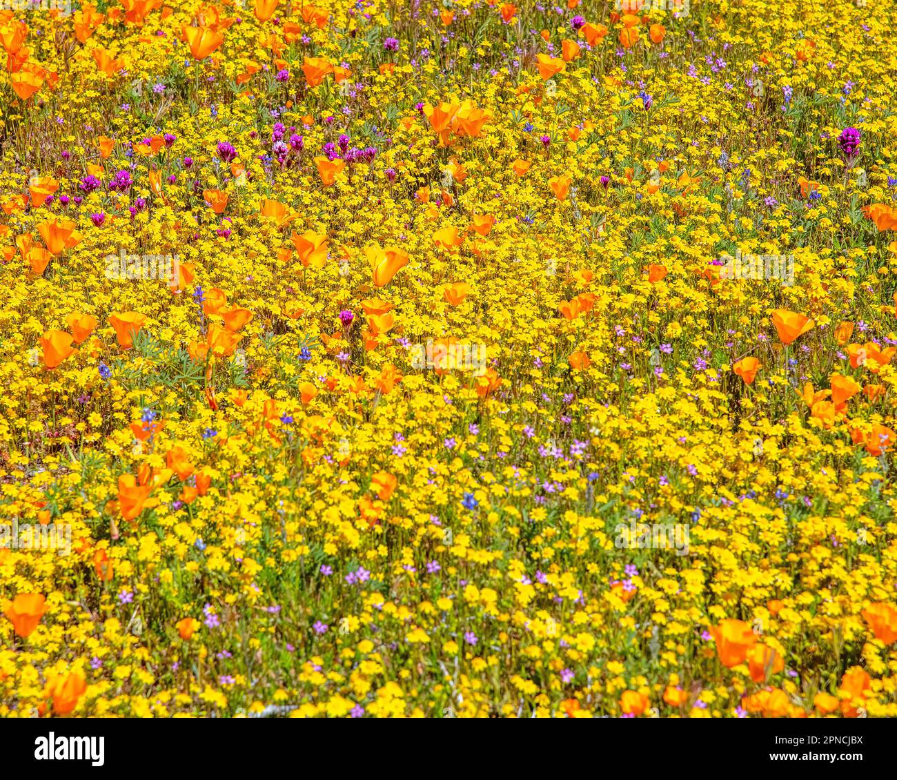 14 aprile 2023, Lancaster, CA, USA: Papaveri e Goldfields fiori selvatici fioriscono sul lato della strada a Lancaster, CA. Foto Stock