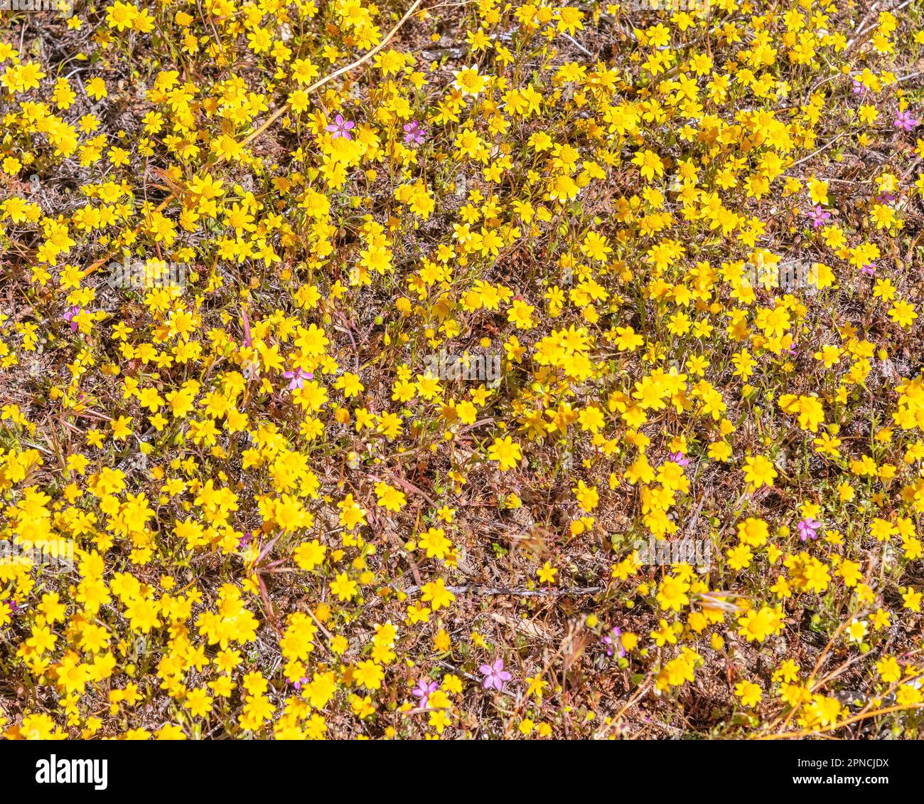 14 aprile 2023, Lancaster, CA, USA: Primo piano dei fiori di Goldfields (Lastenia californica) fioriscono sul lato della strada a Lancaster, CA. Foto Stock