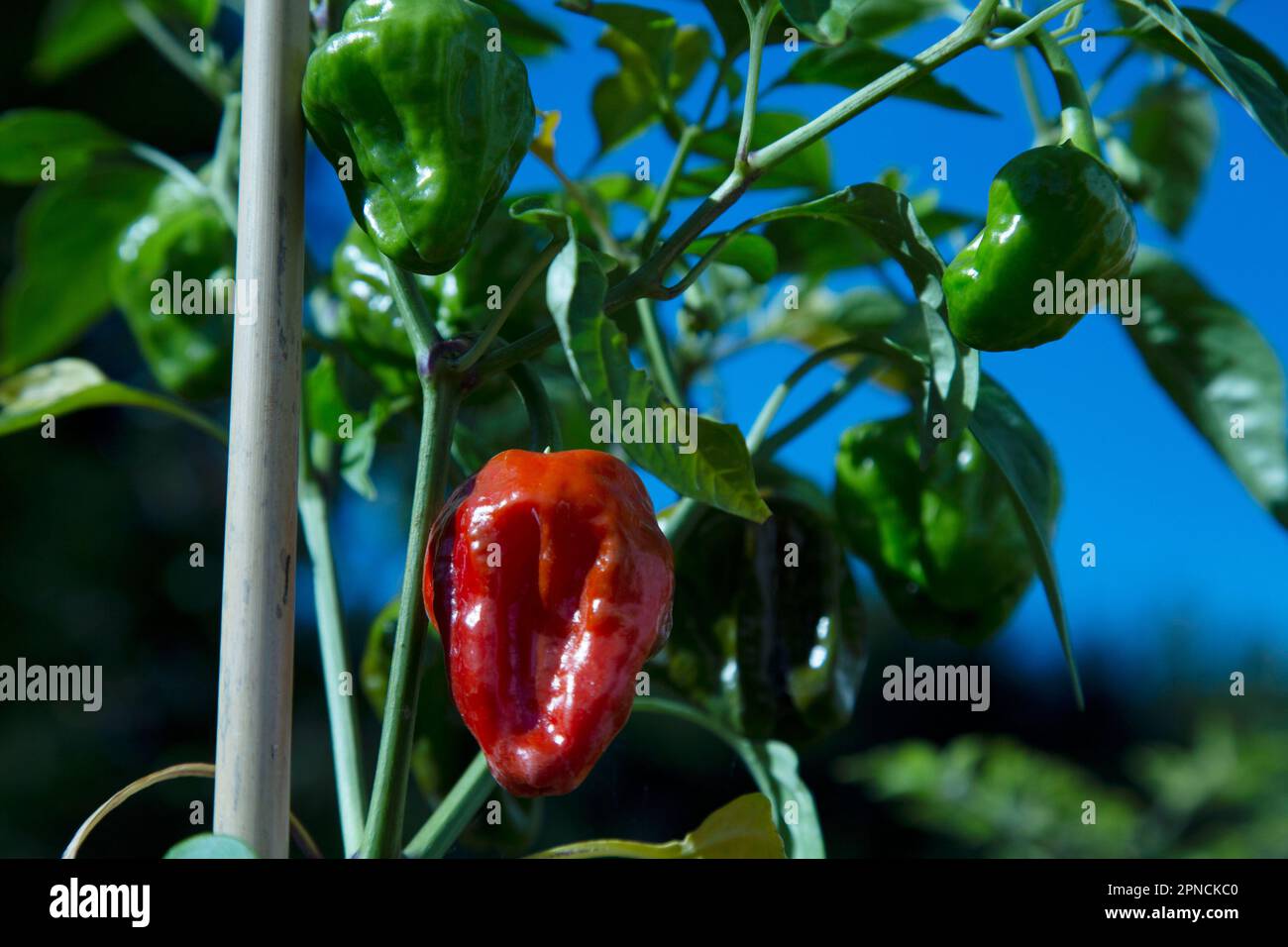 Peperoncino con cofano Scotch, Capsicum chinense Foto Stock