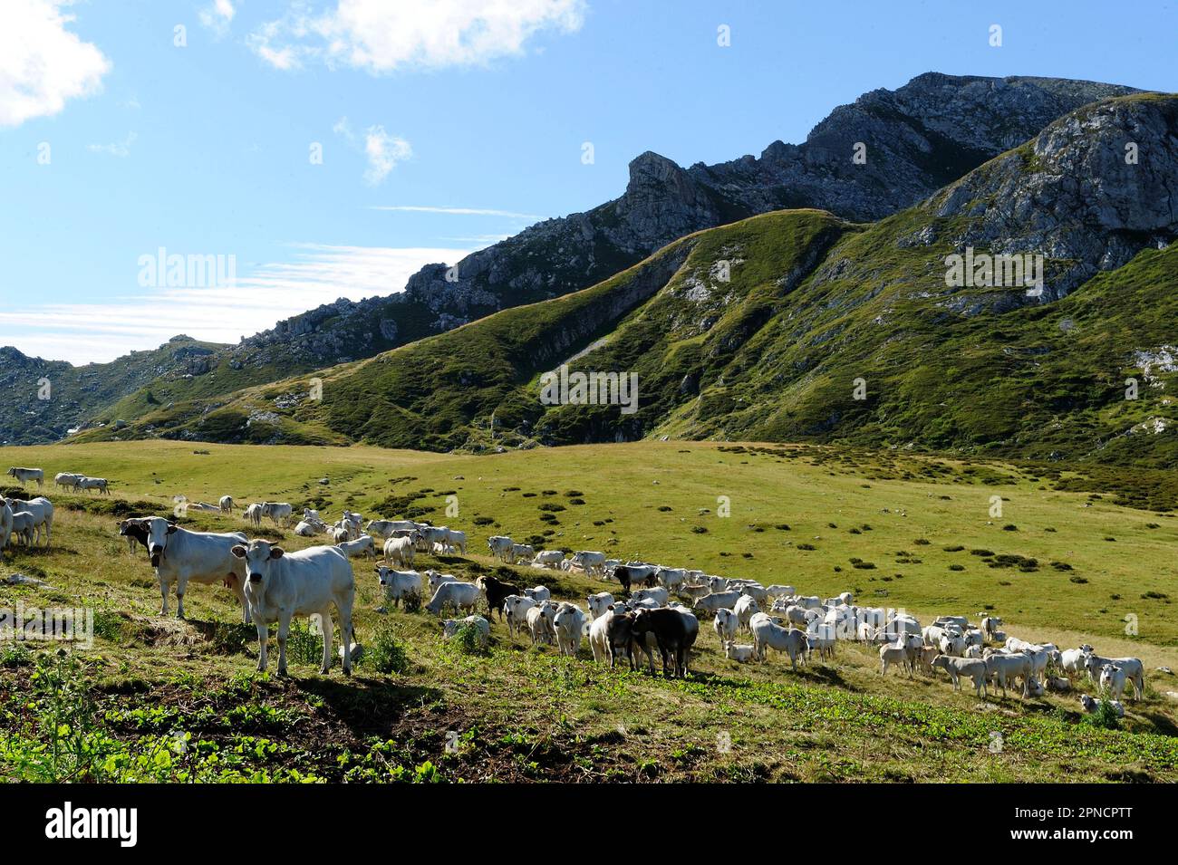 Pascolo delle mucche durante l'escursione estiva al Monte Mondolè, alto 2382 metri in Val Maudagna, Alpi Liguri, Cuneo, Piemonte, Italia, Europa Foto Stock