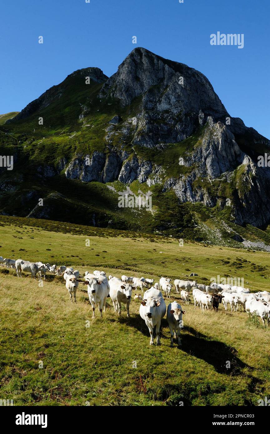 Pascolo delle mucche durante l'escursione estiva al Monte Mondolè, alto 2382 metri in Val Maudagna, Alpi Liguri, Cuneo, Piemonte, Italia, Europa Foto Stock