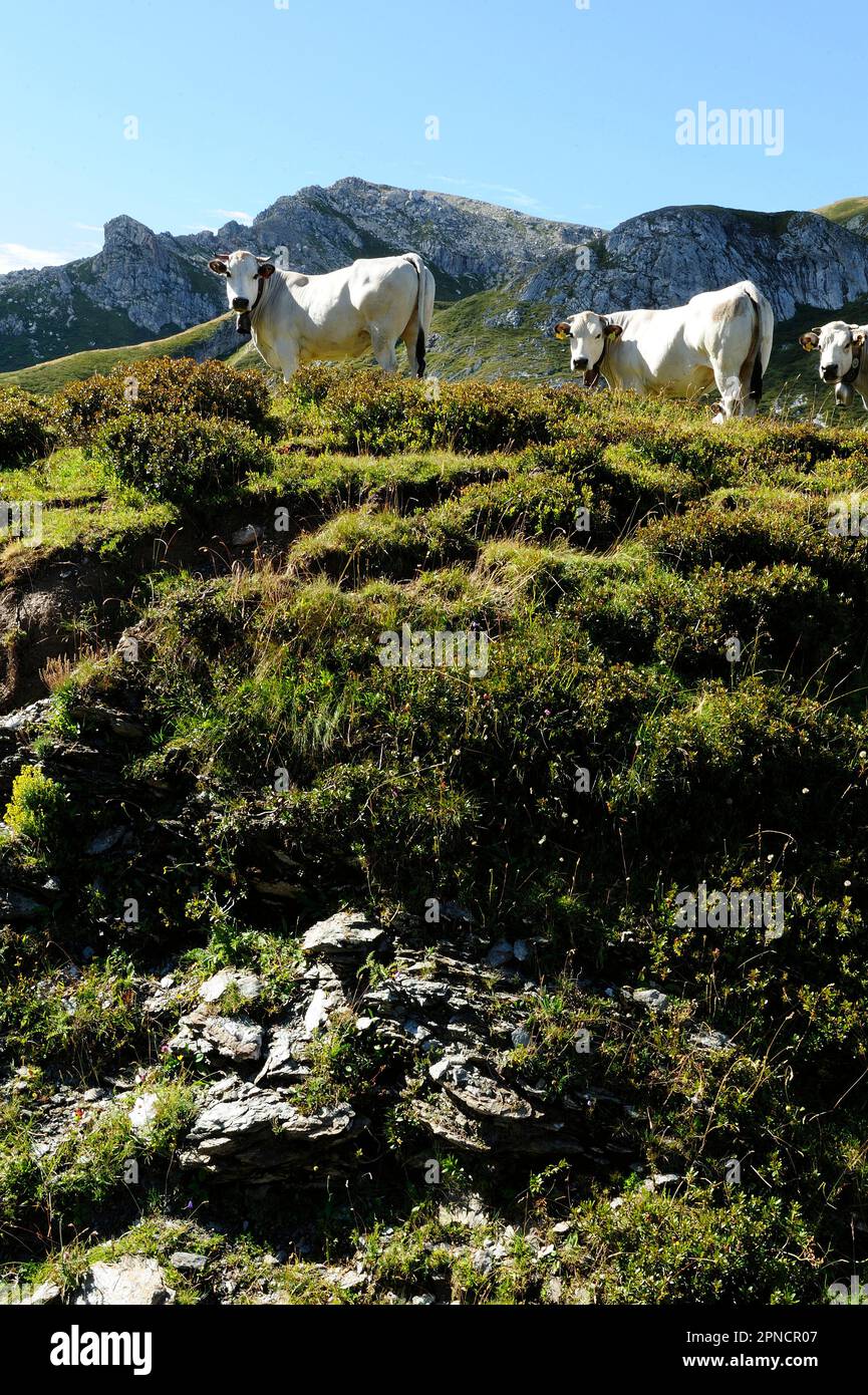 Pascolo delle mucche durante l'escursione estiva al Monte Mondolè, alto 2382 metri in Val Maudagna, Alpi Liguri, Cuneo, Piemonte, Italia, Europa Foto Stock