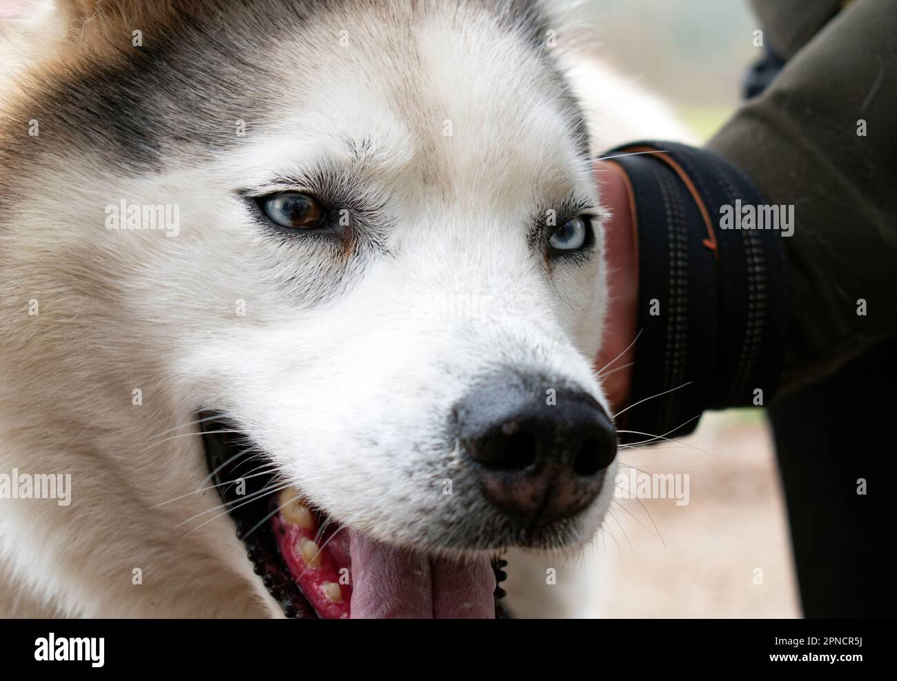 Primo piano di una buccia con un occhio semi-marrone blu Foto Stock