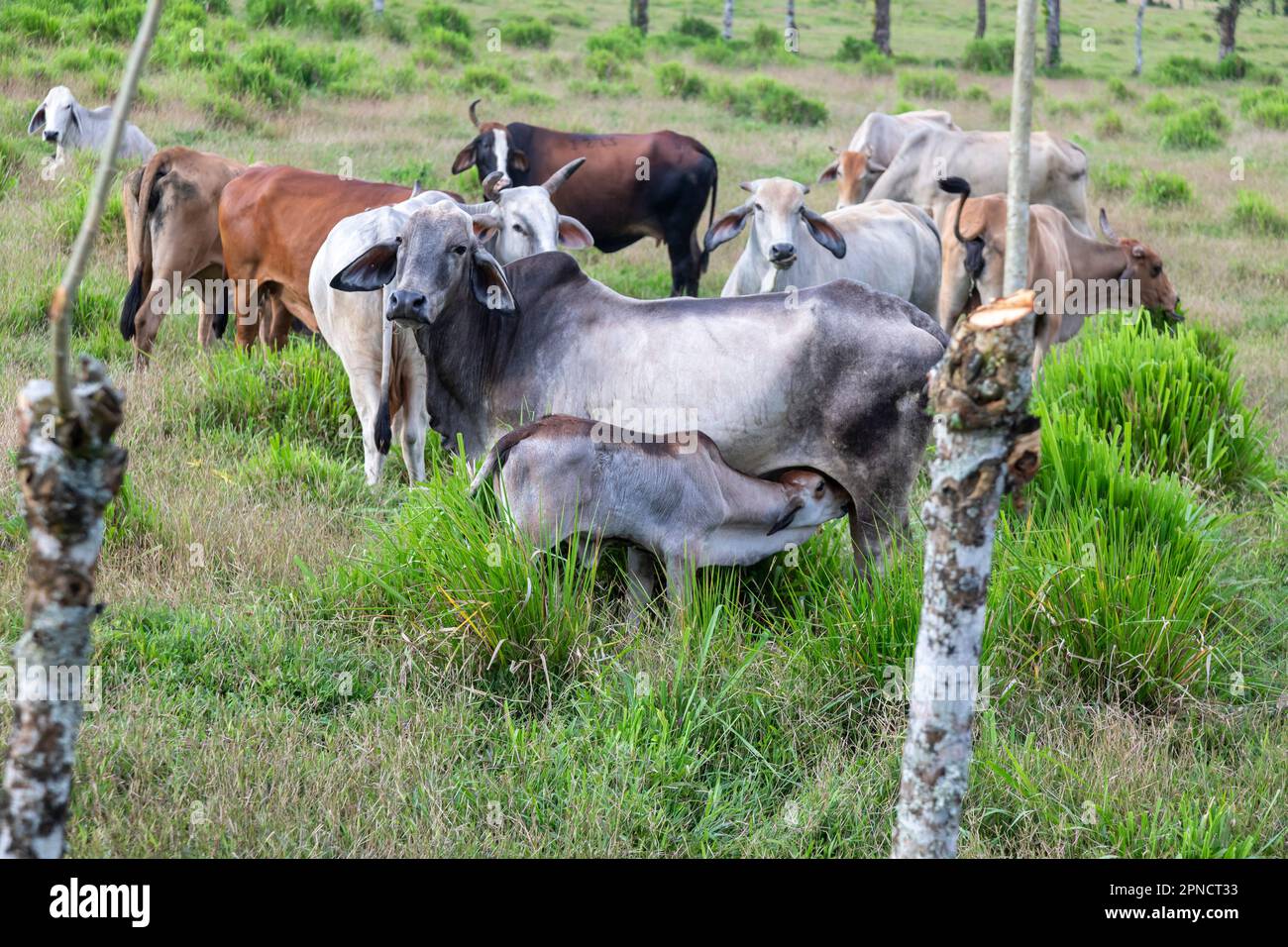 Muelle San Carlos, Costa Rica - bestiame di Brahman su una fattoria del Costa Rica. La razza Brahan proveniva da bovini provenienti dall'India. Fanno bene in caldo tropicale Foto Stock