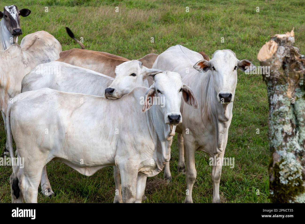 Muelle San Carlos, Costa Rica - bestiame di Brahman su una fattoria del Costa Rica. La razza Brahan proveniva da bovini provenienti dall'India. Fanno bene in caldo tropicale Foto Stock