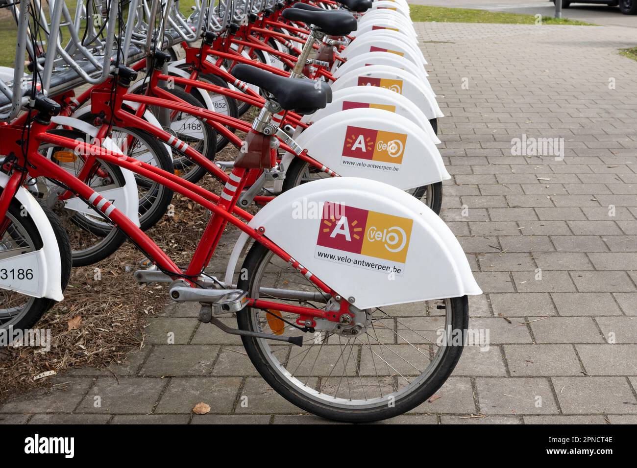 ANVERSA, BELGIO, 11 MARZO 2023: Una fila di biciclette condivise presso una stazione di biciclette ad Anversa. Velo è la prima e più grande società di bike share ad Anversa e su Foto Stock