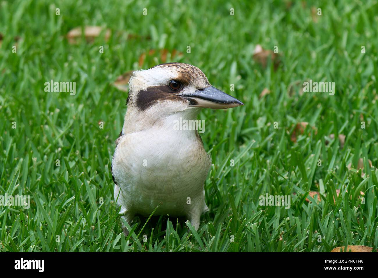 Un kookaburra arroccato in erba verde lussureggiante, guardando verso l'alto con la sua testa curiosamente covata Foto Stock