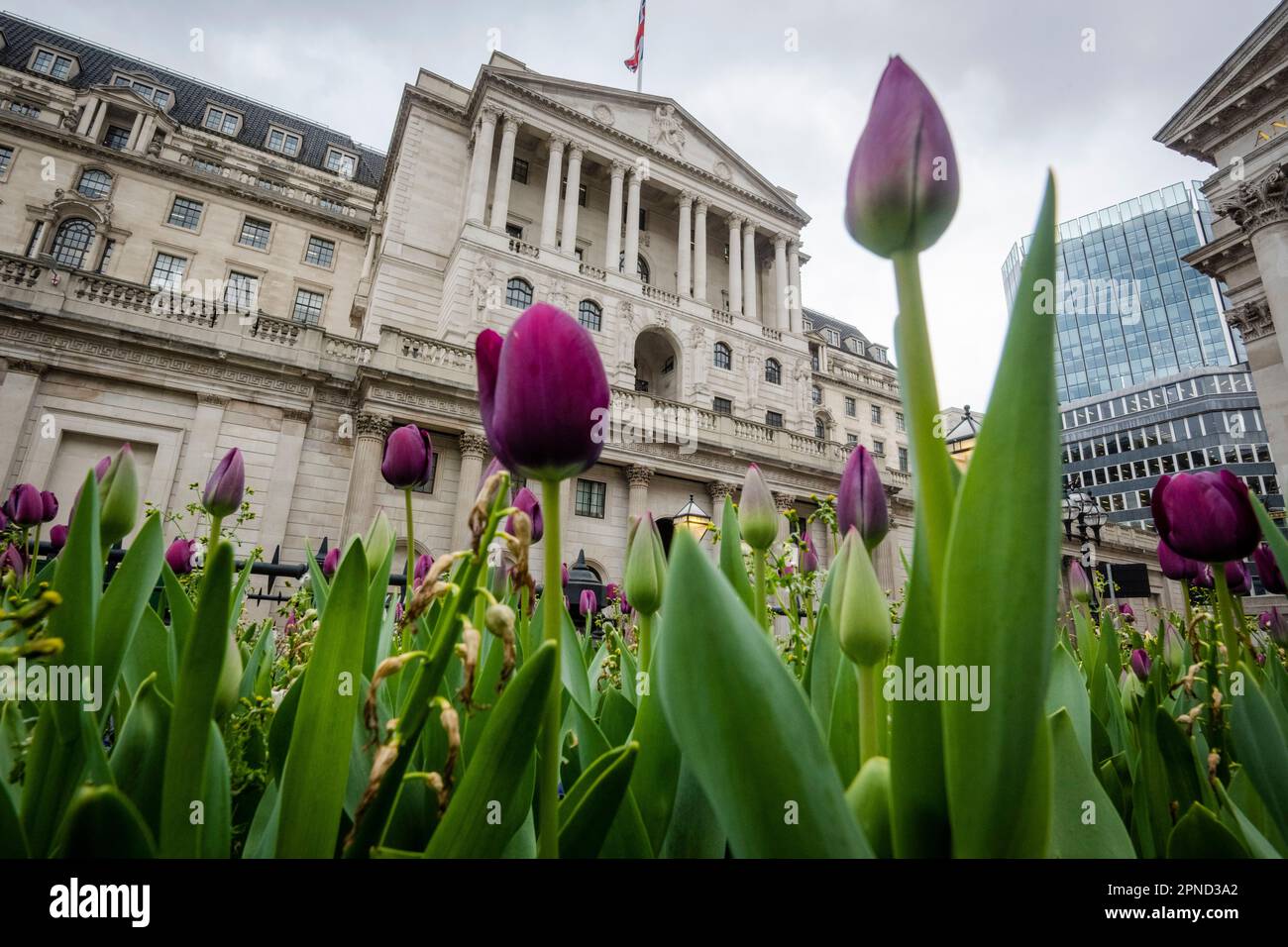 Londra, Regno Unito. 18 aprile 2023. Tulipani in fiore nel giardino al di fuori della Banca d'Inghilterra nella città di Londra. L'Ufficio per le statistiche nazionali (ONS) ha riferito che i guadagni medi, esclusi i bonus, sono aumentati del 6,6% nei tre mesi fino a febbraio rispetto a un anno fa. Gli economisti hanno commentato che la Banca d’Inghilterra potrebbe alzare i tassi di interesse dall’attuale livello del 4,25% quando la sua commissione per la politica monetaria si riunirà il prossimo 11 maggio per combattere l’inflazione. Credit: Stephen Chung / Alamy Live News Foto Stock