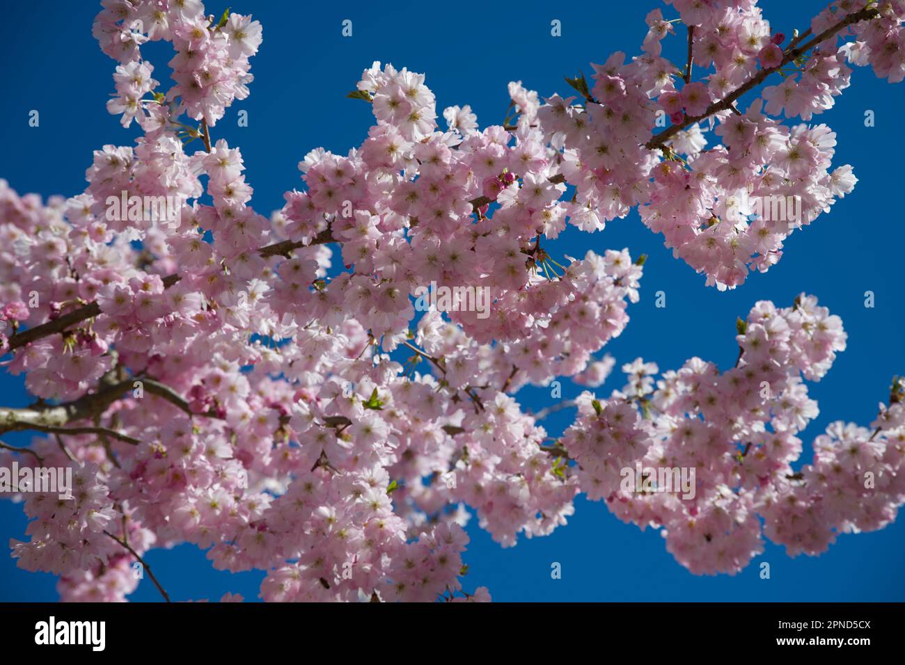 Delicati fiori rosa primavera di ciliegio ornamentale Prunus 'accolade' nel giardino del Regno Unito aprile Foto Stock