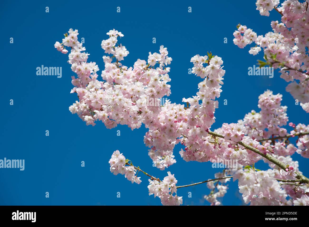 Delicati fiori rosa primavera di ciliegio ornamentale Prunus 'accolade' nel giardino del Regno Unito aprile Foto Stock
