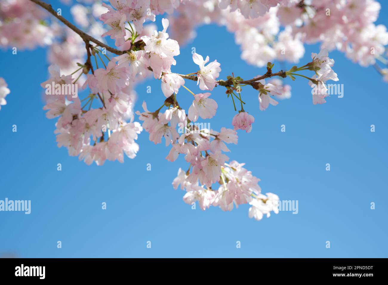 Delicati fiori rosa primavera di ciliegio ornamentale Prunus 'accolade' nel giardino del Regno Unito aprile Foto Stock