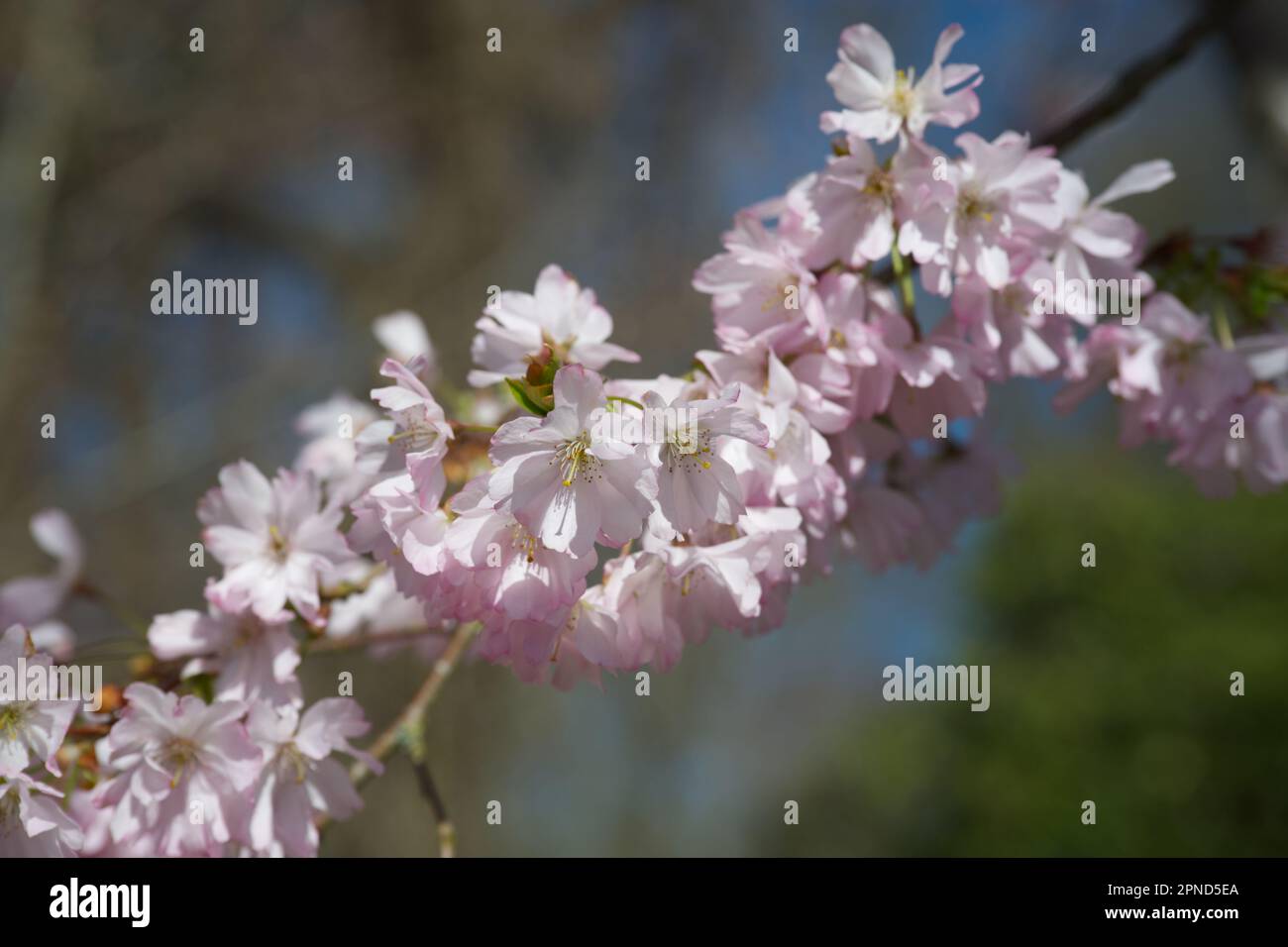 Delicati fiori rosa primavera di ciliegio ornamentale Prunus 'accolade' nel giardino del Regno Unito aprile Foto Stock