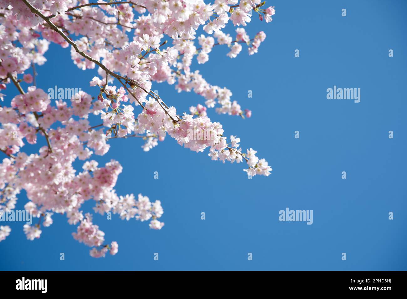 Delicati fiori rosa primavera di ciliegio ornamentale Prunus 'accolade' nel giardino del Regno Unito aprile Foto Stock