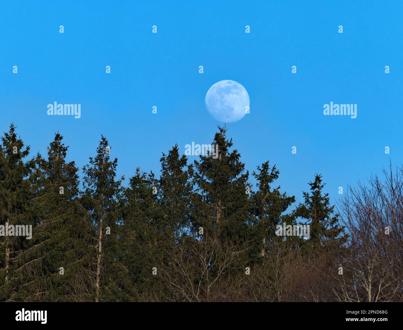 lune en équilibre sur la cime d'un sapin Foto Stock