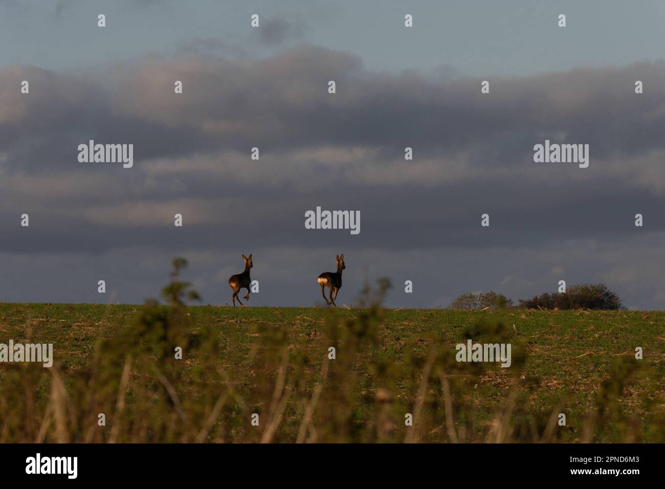 Silbury Hill il 11th novembre 2022 a West Kennett, nel Wiltshire, Inghilterra. Credit: Notizie SMP Foto Stock