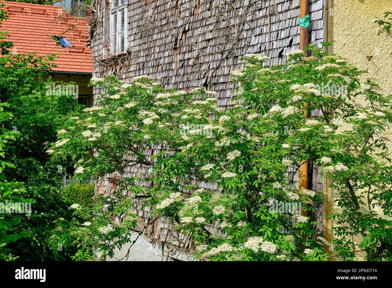 Struttura di edificio a forma di arbusto con cespuglio fiorito di fronte. Schindelgedeckte Gebäudestruktur mit blühendem Holunderbusch davor. Foto Stock