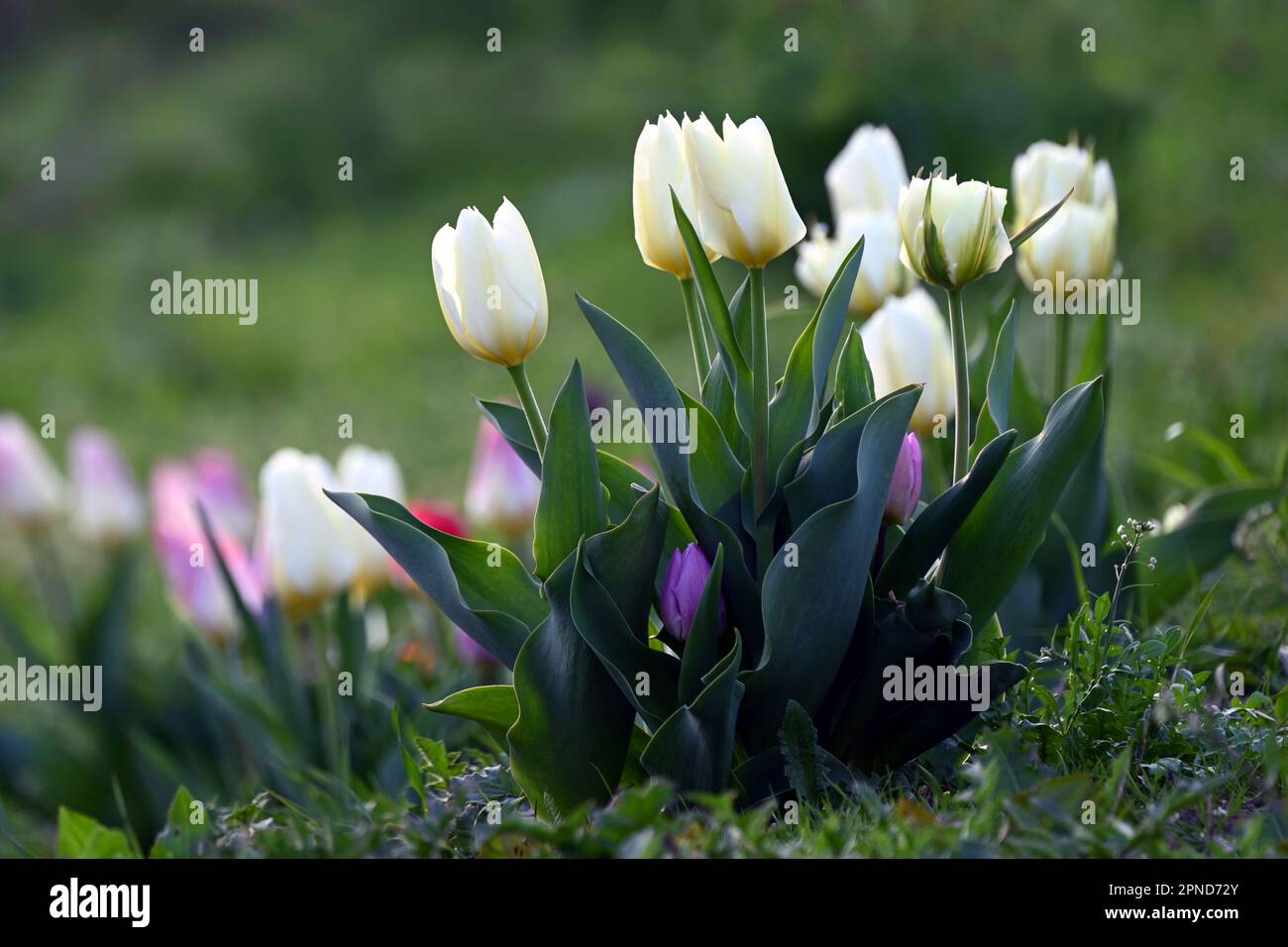 Primi piani di fiori di tulipani bianchi e viola in primavera Foto Stock