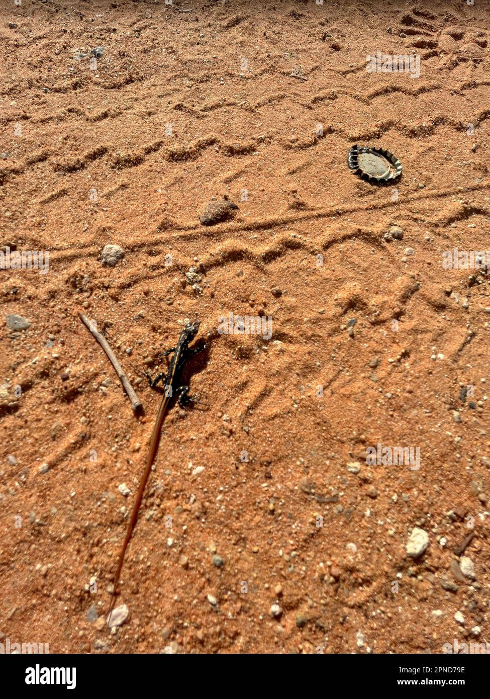 anolis sul terreno all'interno del parco nazionale di etosha Foto Stock