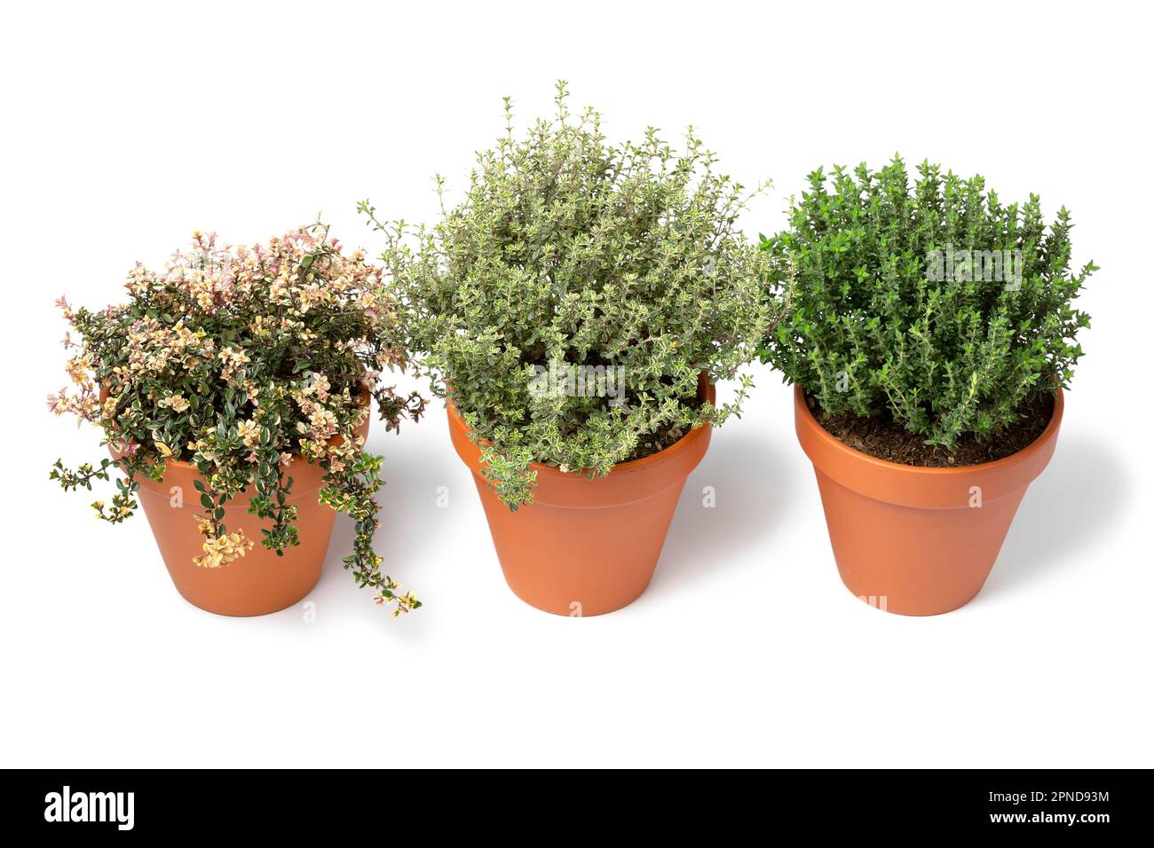 Pentole in ceramica con una variazione di diverse piante di timo fresco isolate su fondo bianco Foto Stock