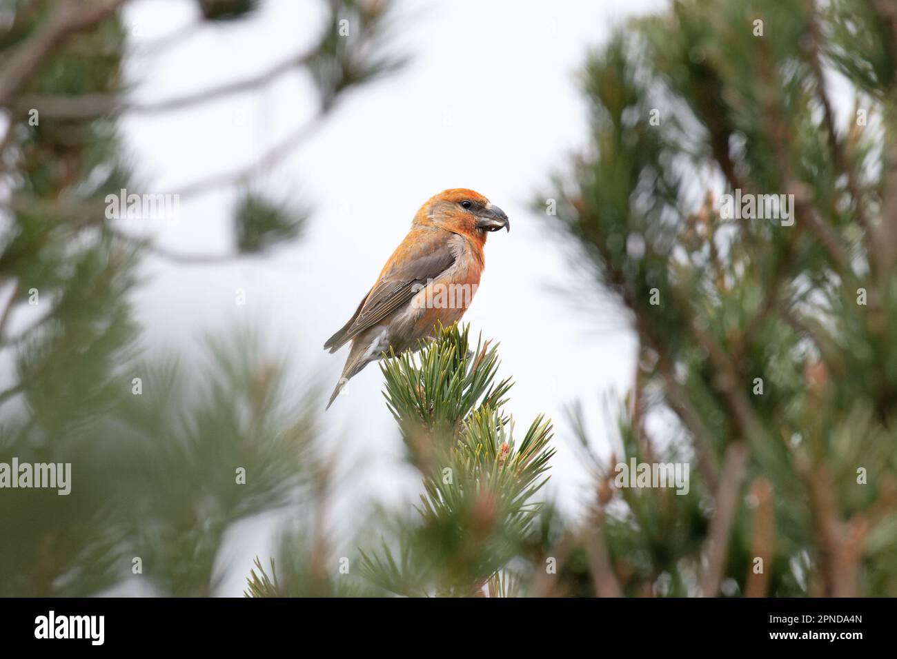 Scottish Parrot Crossbill (Loxia Scotica) (Loxia pytyopsittacus) Gleann Einaich Highland UK GB 2023 aprile Foto Stock