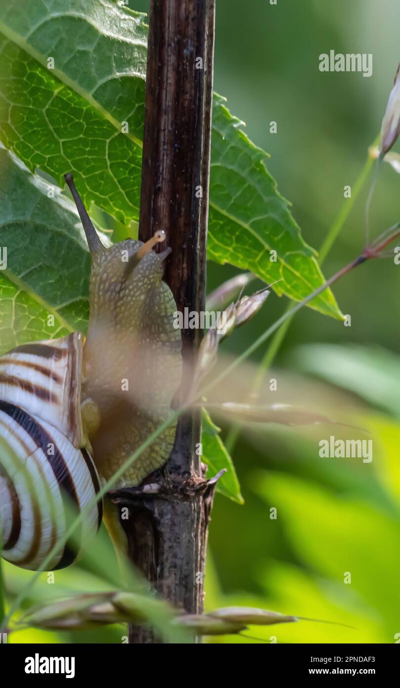 lumaca su erba verde in una giornata di sole estate Foto Stock