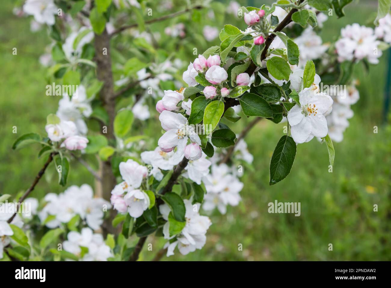 l'albero di mele fiorisce in primavera, il giardino porterà i suoi frutti Foto Stock