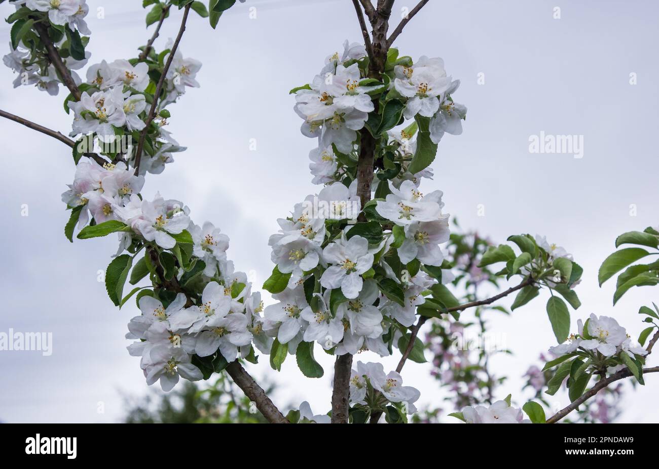 l'albero di mele fiorisce in primavera, il giardino porterà i suoi frutti Foto Stock