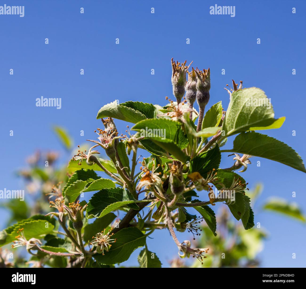 il melo è sbiadito. Al posto dei fiori apparvero mele non mature Foto Stock