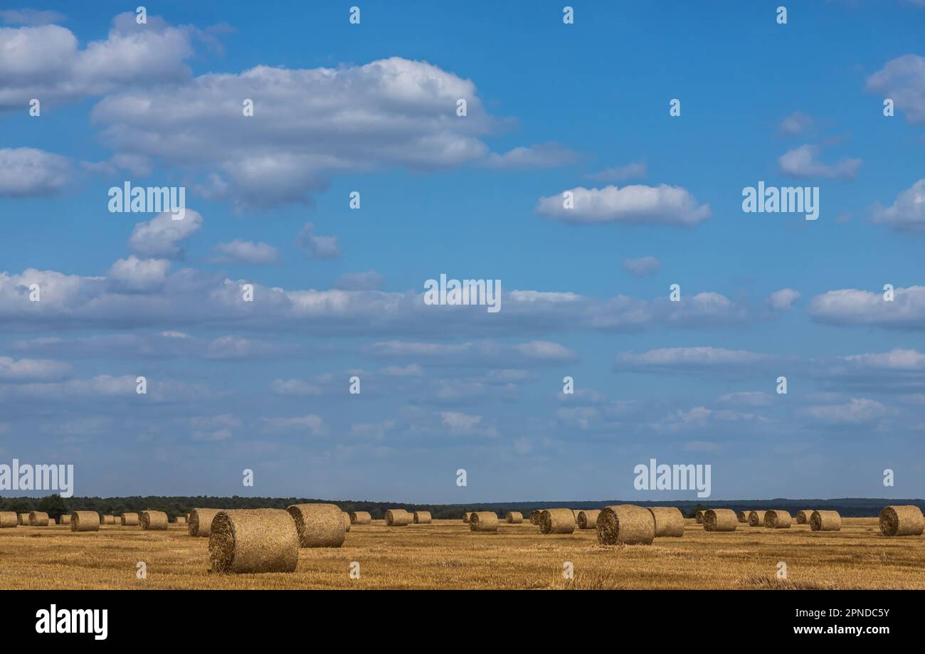 Campo agricolo con paglia di peci da grano, il grano da cui è stato raccolto per il cibo, campo di grano in un giorno estivo soleggiato, cielo Foto Stock