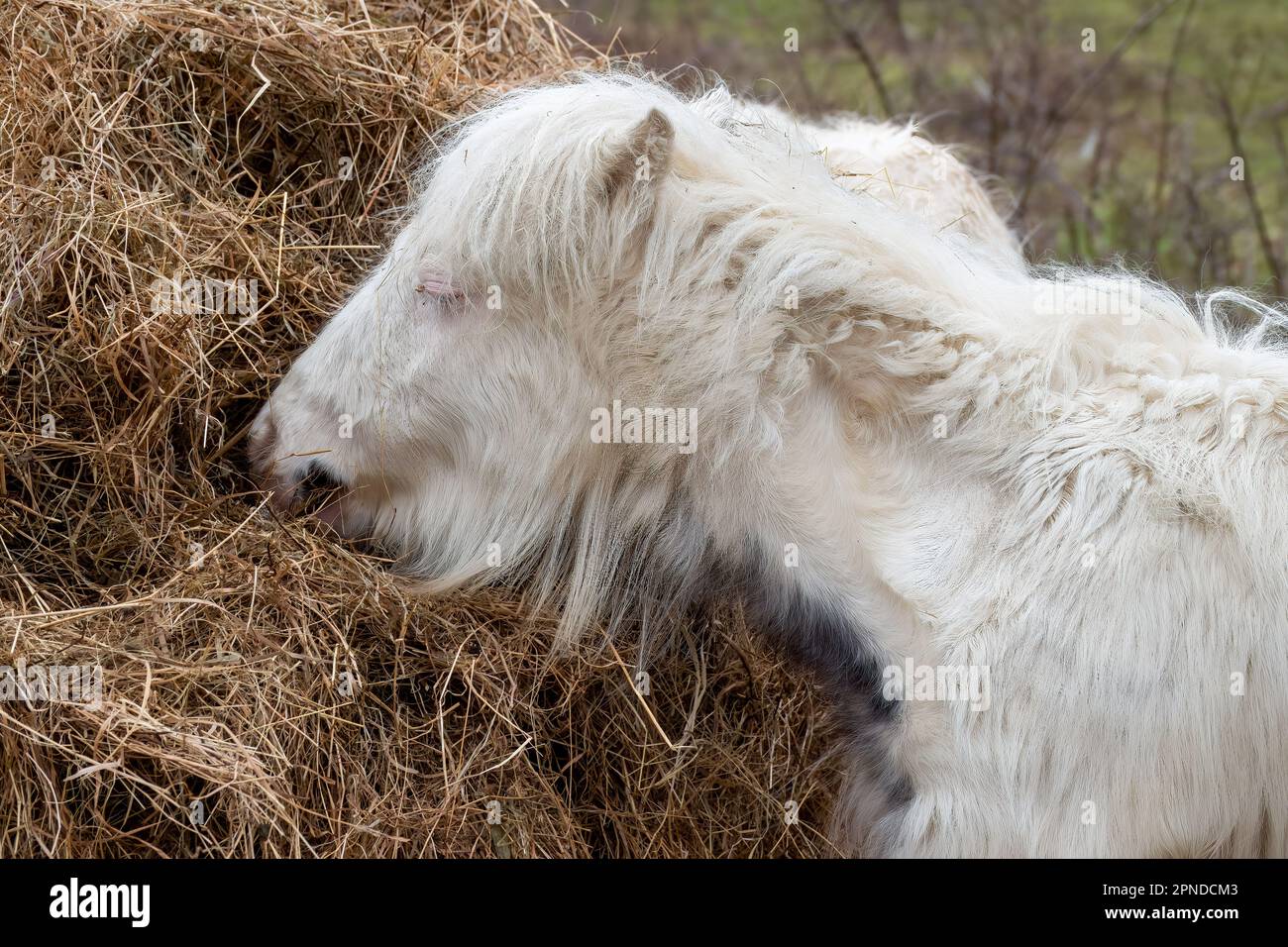piccolo pony bianco che mangia una balla di fieno Foto Stock