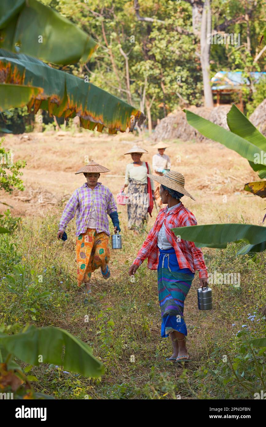 Donne che lavorano nella raccolta della canna da zucchero, Inle Lake, Birmania. Foto Stock