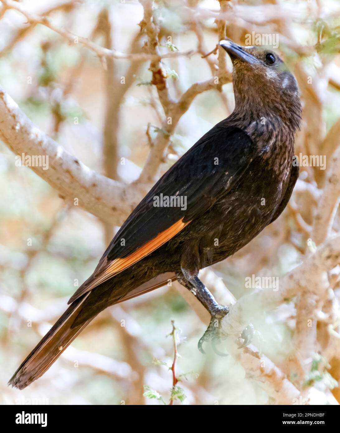 Desert Tristamic (Tristrom Starling) femmina arroccata su un ramo di albero. Deserto della Giudea, Israele. Foto Stock
