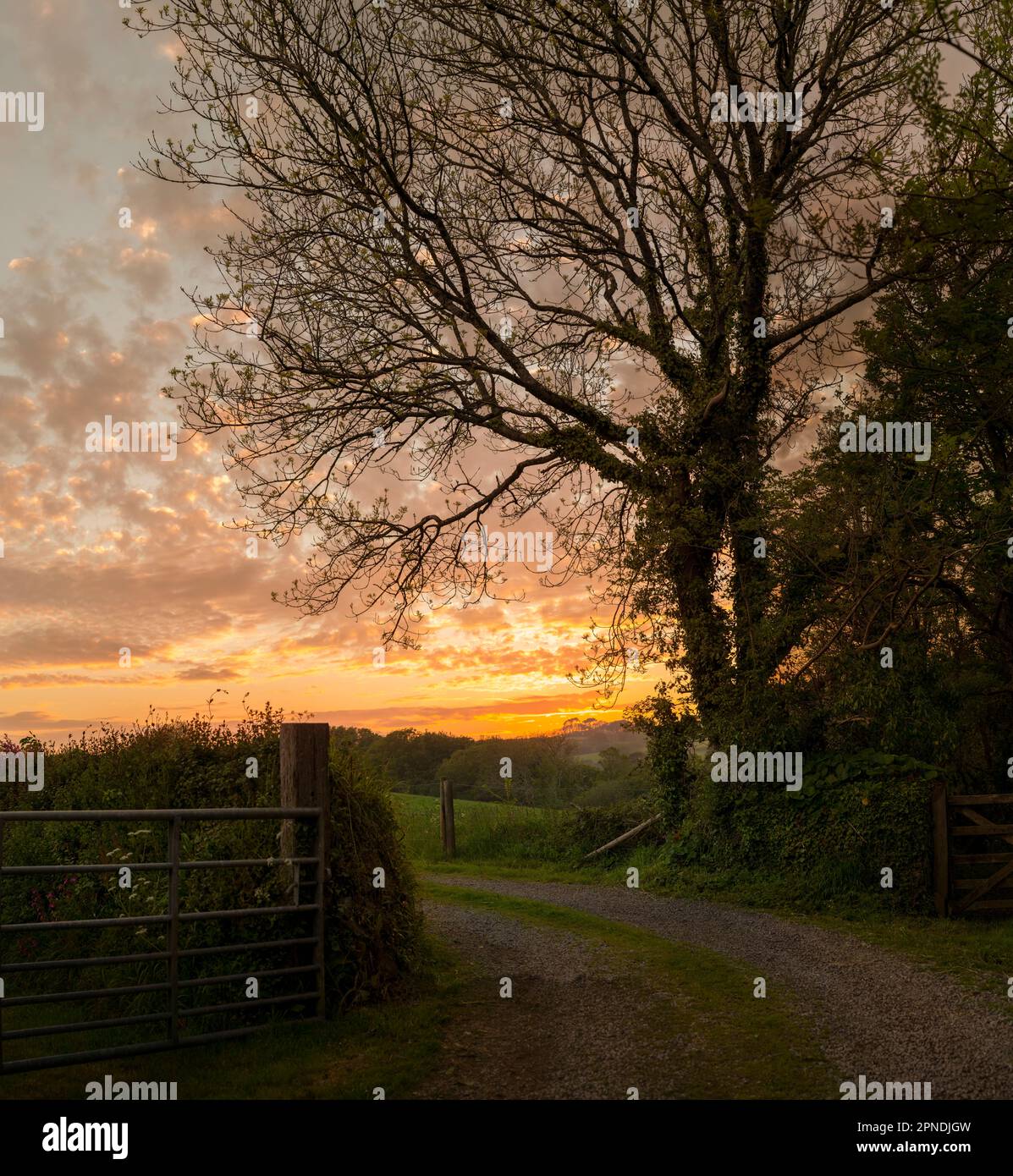 Strada di campagna dopo il tramonto nella campagna della Cornovaglia, una pista e cancello di fattoria vicino a campi e fattorie sulla penisola di Lizard, nuvole che catturano l'ultimo semaforo Foto Stock