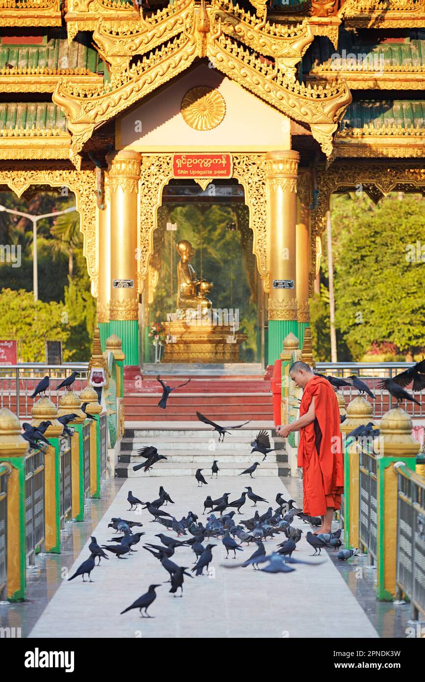 Un monaco buddista nutre il corvo nella Pagoda di Shin Upagutta, Theingottara Park, Yangon, Myanmar. Foto Stock