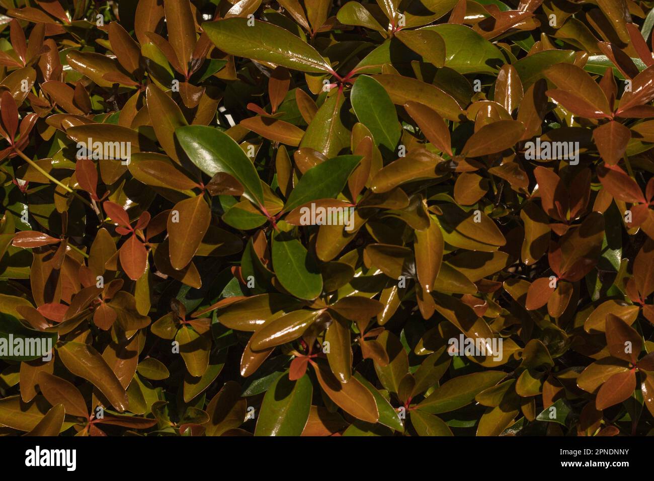 Cespugli & arbusti, giardinaggio, paesaggio, colori autunnali, Foliage, vita ferma! Foto Stock