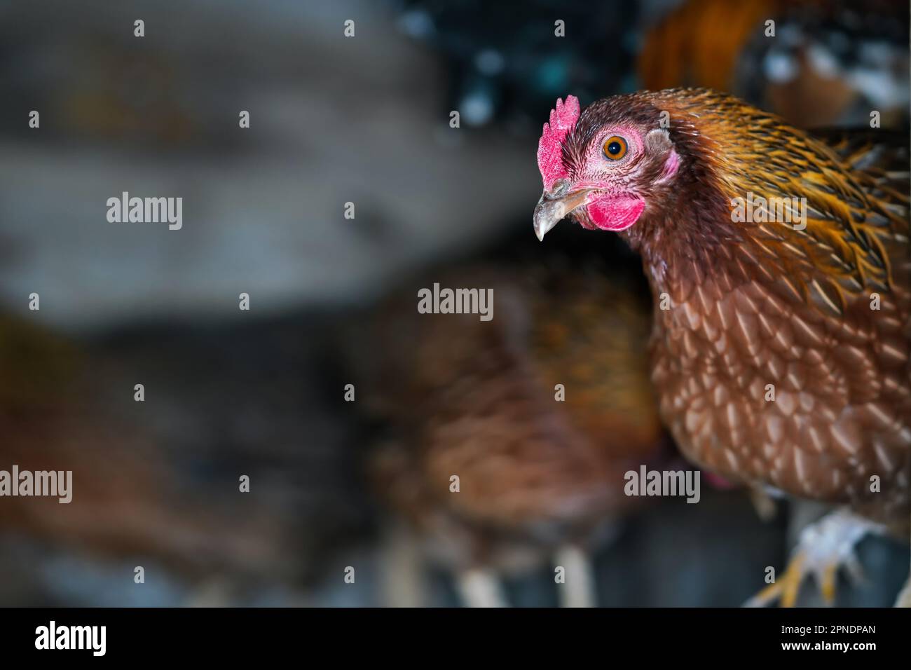 Piccola gallina di pollo bruna con pettine rosso brillante, dettaglio primo piano dall'henhouse, spazio per il testo - sfondo sfocato - lato sinistro Foto Stock