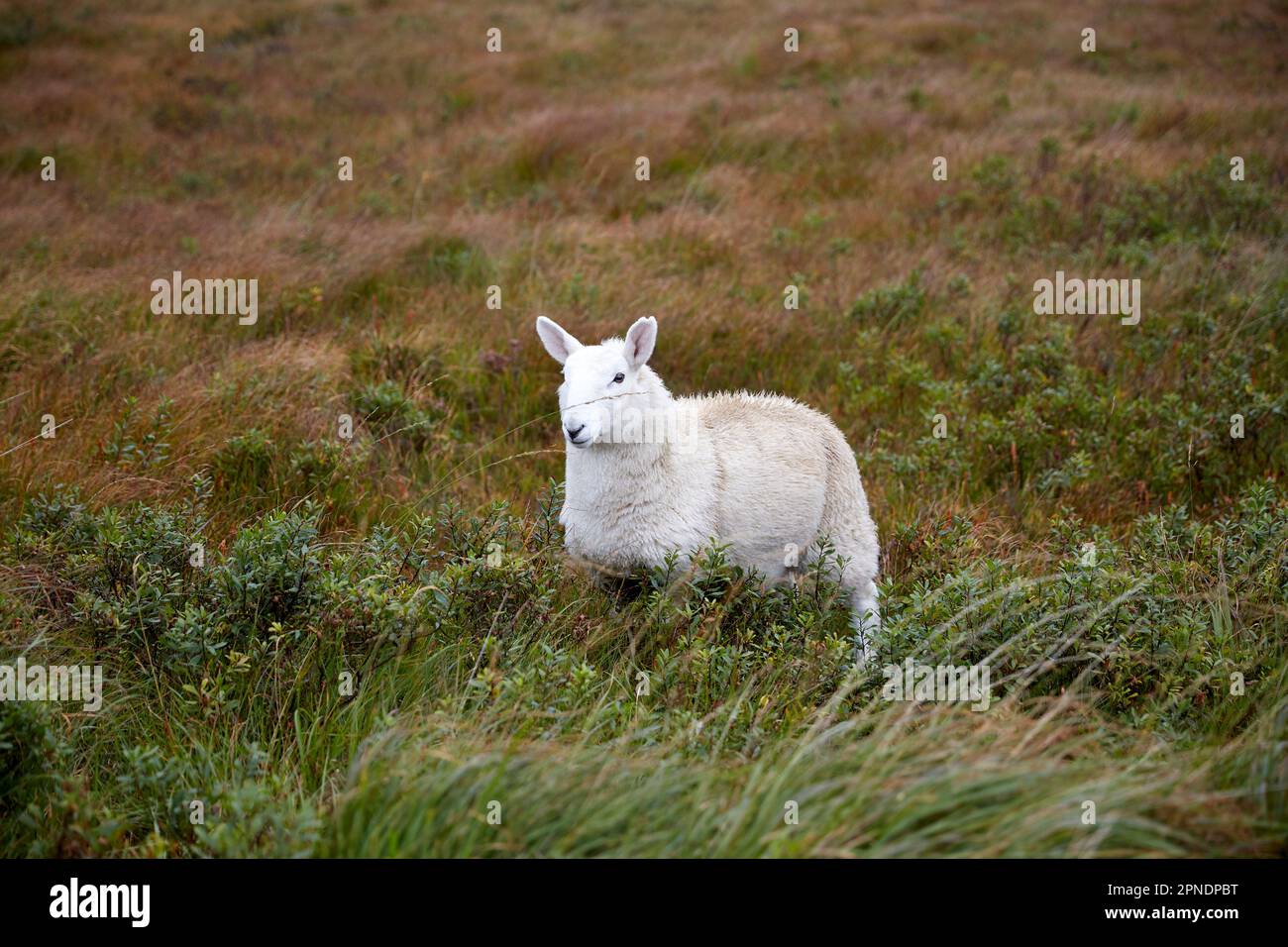 Pecore che guardano fuori nell'isola di campo di skye Highlands scozia regno unito Foto Stock