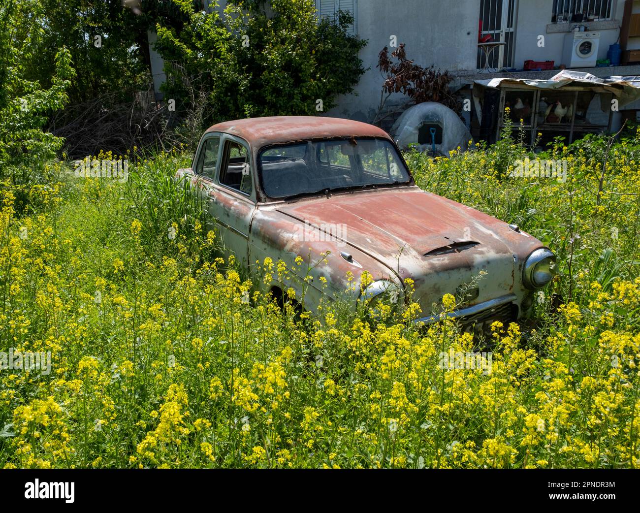Austin Westminster A95 abbandonato in un giardino, Polemi villaggio, Cipro. Foto Stock