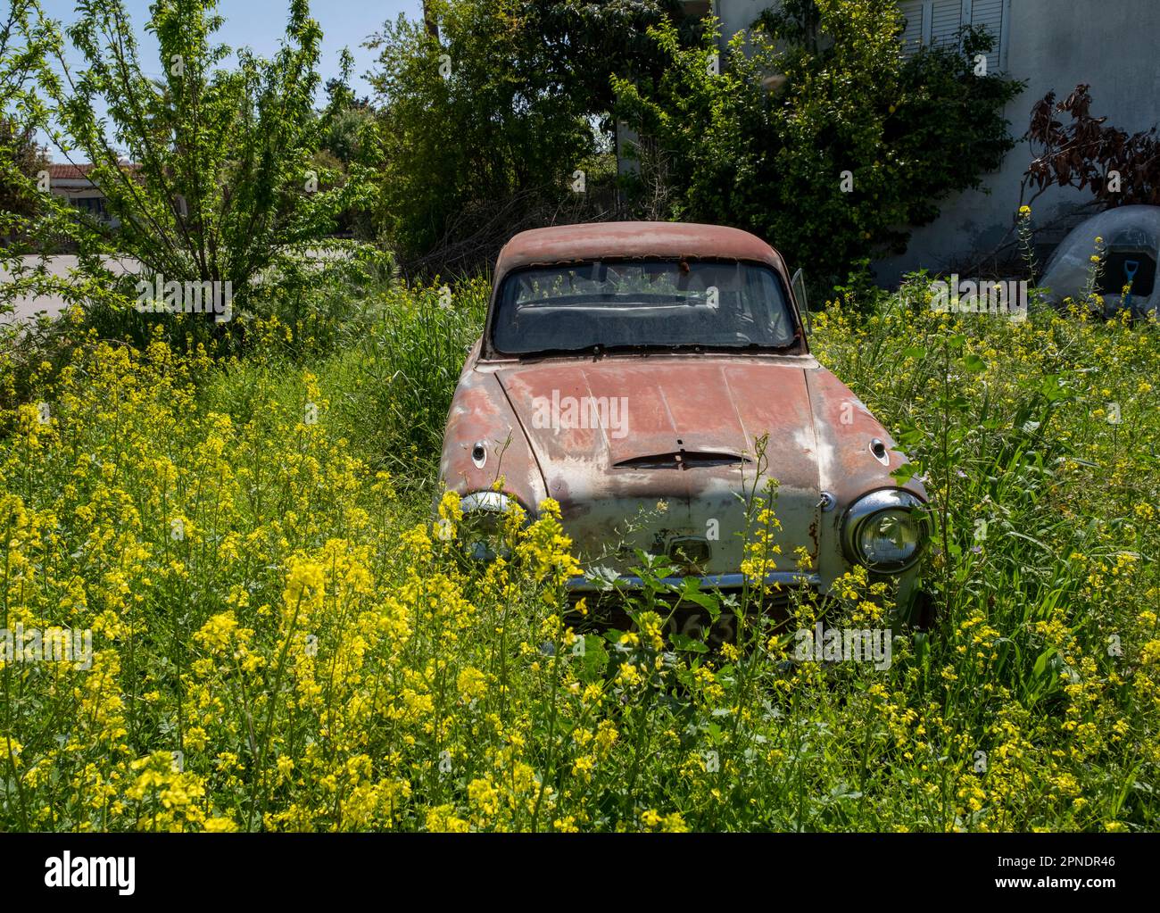 Austin Westminster A95 abbandonato in un giardino, Polemi villaggio, Cipro. Foto Stock
