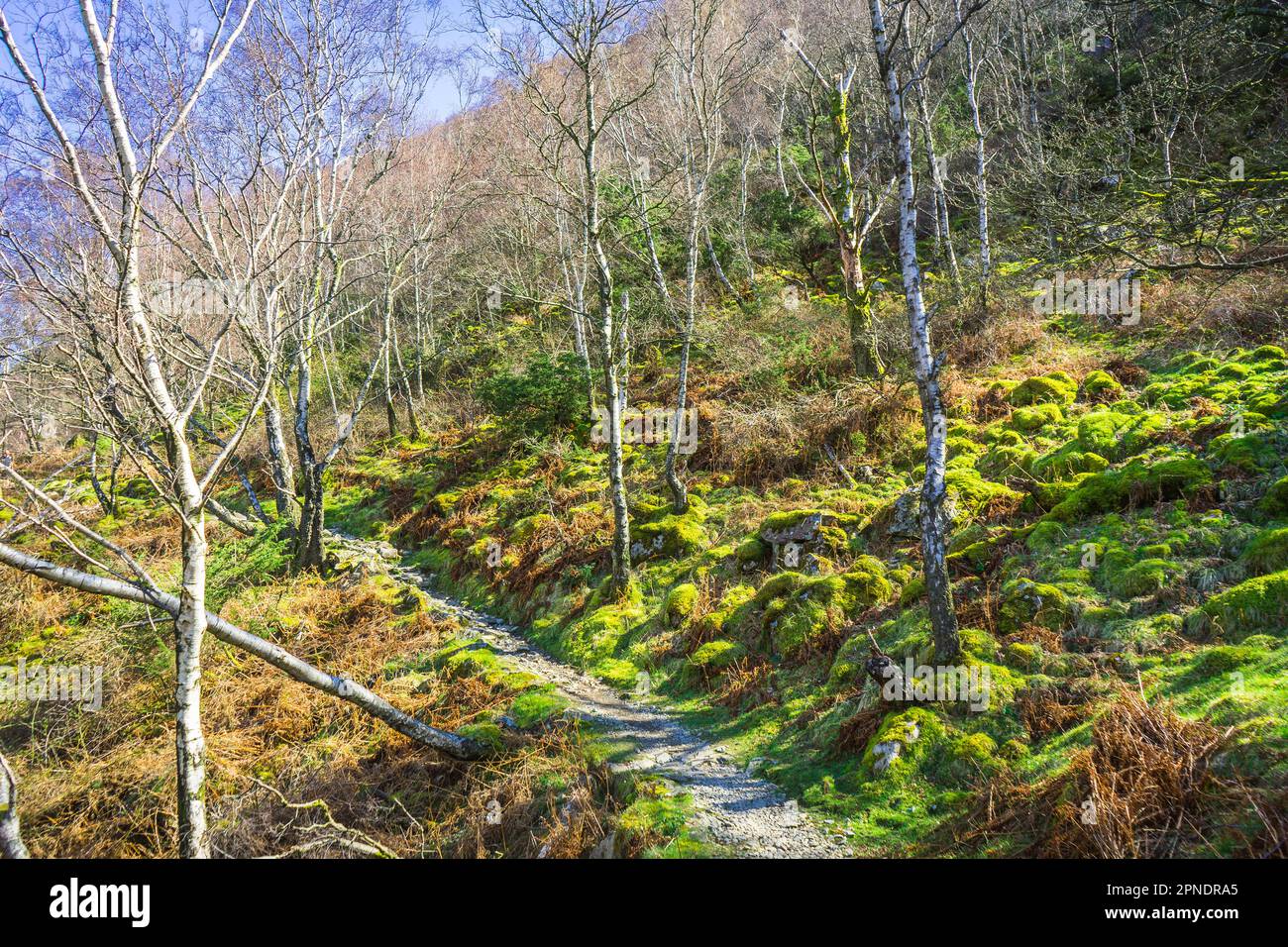 Il sentiero intorno a Ullswater nel Lake District attraversa un bosco di muschio. Foto Stock