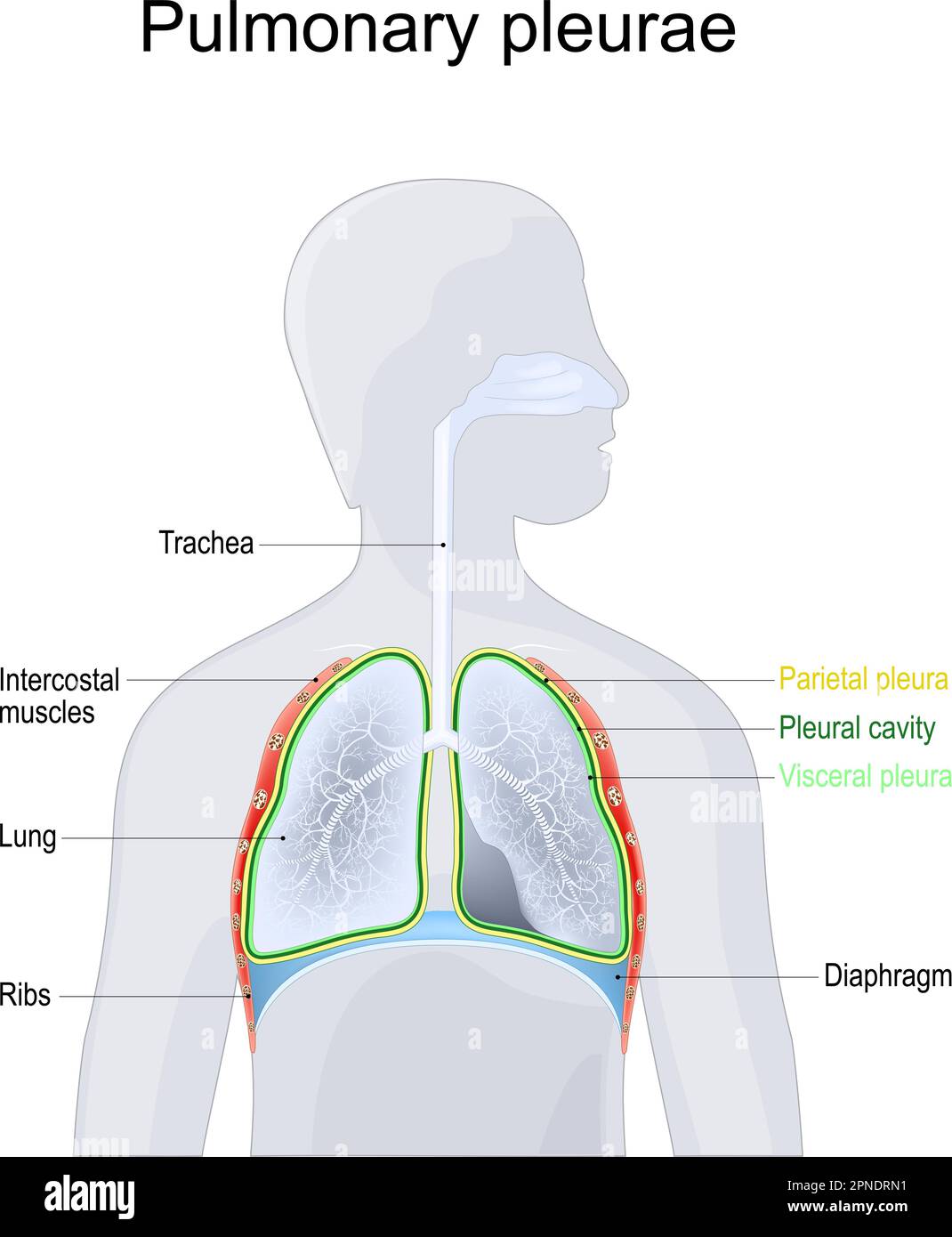 Pleure polmonari. Anatomia di un sistema respiratorio. Struttura della cavità toracica. Pleura parietale e viscerale, polmoni, costole, trachea, cavità pleurica Illustrazione Vettoriale