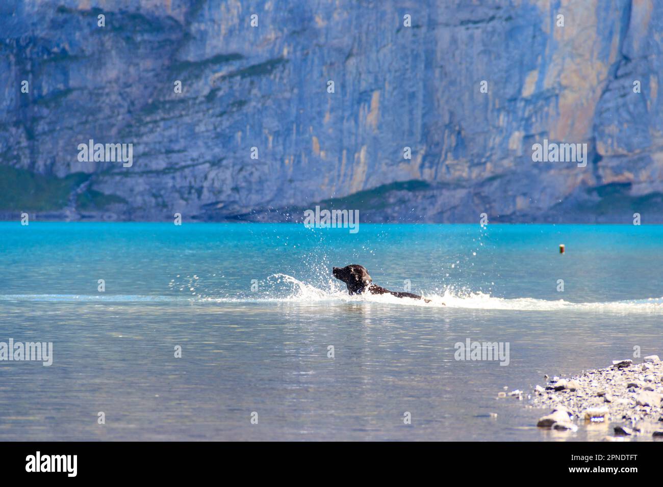 Black labrador Retriever nuoto nel lago Oeschinen (Oeschinensee) vicino a Kandersteg in Oberland Bernese, Svizzera Foto Stock