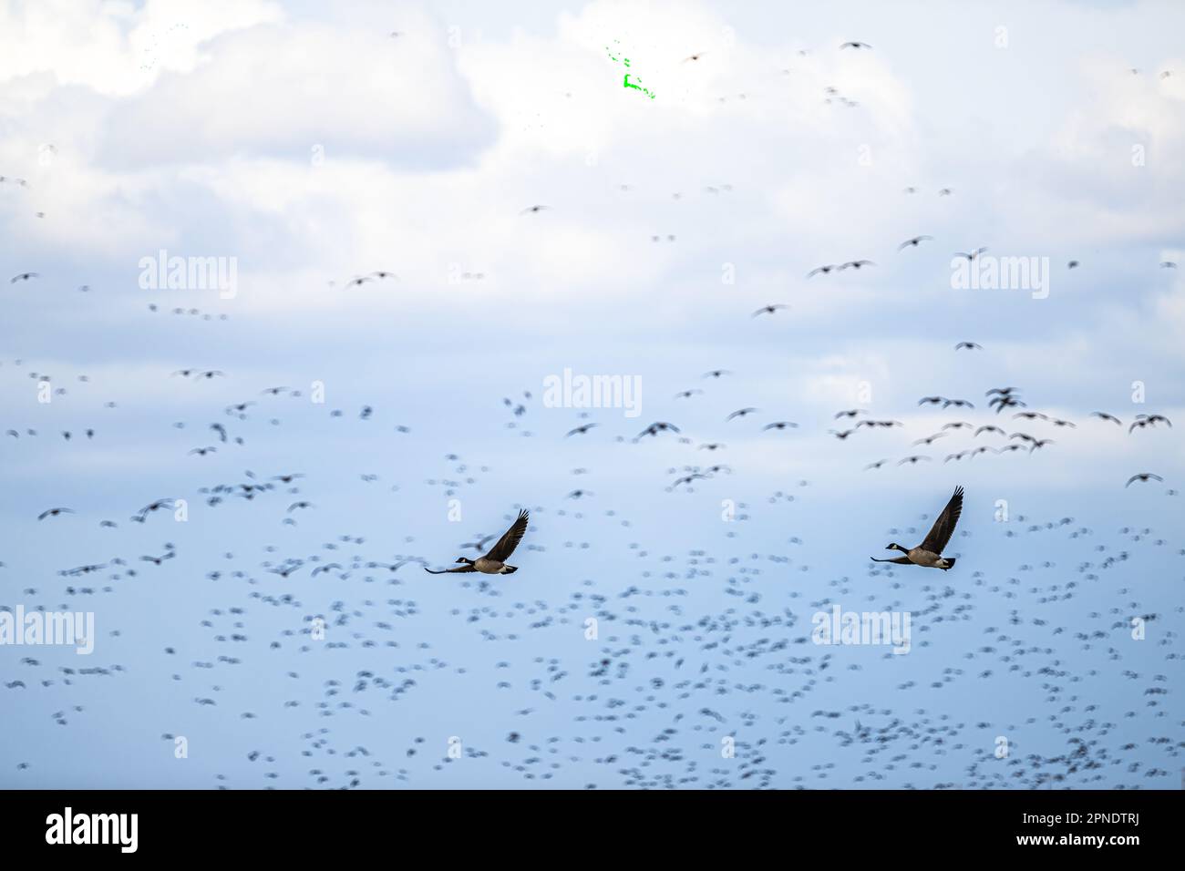 Migrazione delle oche da ricattolo (Branta hutchinsii) Foto Stock